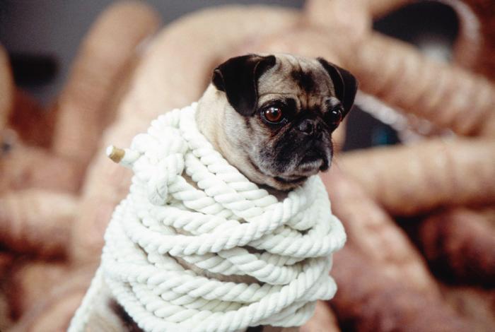frank the pug in black in black ii mushu as frank the pug 2002 c columbia in black ii images frank the pug in black in black ii mushu as frank the pug 2002 c columbia in black ii images