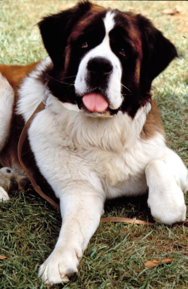 Pictures Of Beethoven Dogs Pictures Of Beethoven Dogs